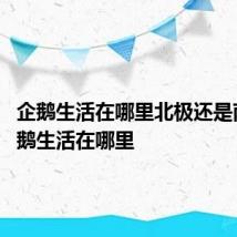 企鹅生活在哪里北极还是南极 企鹅生活在哪里