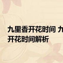 九里香开花时间 九里香开花时间解析