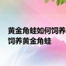 黄金角蛙如何饲养 如何饲养黄金角蛙
