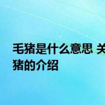 毛猪是什么意思 关于毛猪的介绍
