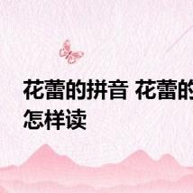 花蕾的拼音 花蕾的拼音怎样读