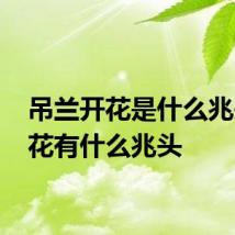 吊兰开花是什么兆头 开花有什么兆头