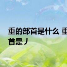 重的部首是什么 重的部首是丿