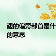 翅的偏旁部首是什么 翅的意思