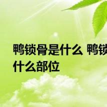 鸭锁骨是什么 鸭锁骨是什么部位