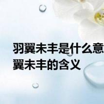 羽翼未丰是什么意思 羽翼未丰的含义