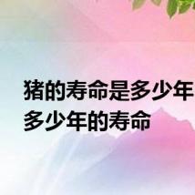 猪的寿命是多少年 猪有多少年的寿命