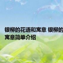 银柳的花语和寓意 银柳的花语和寓意简单介绍