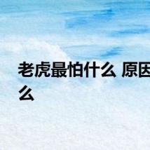 老虎最怕什么 原因是什么
