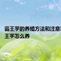 霸王芋的养殖方法和注意事项 霸王芋怎么养