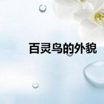 百灵鸟的外貌