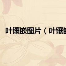 叶镶嵌图片（叶镶嵌）