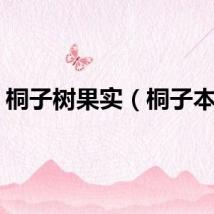 桐子树果实（桐子本子）