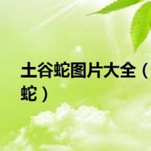 土谷蛇图片大全（土谷蛇）