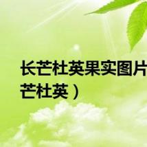 长芒杜英果实图片（长芒杜英）