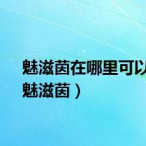 魅滋茵在哪里可以买（魅滋茵）
