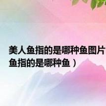 美人鱼指的是哪种鱼图片（美人鱼指的是哪种鱼）