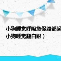 小狗睡觉呼吸急促腹部起伏快（小狗睡觉翻白眼）