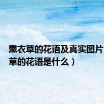 熏衣草的花语及真实图片（熏衣草的花语是什么）