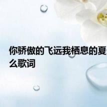 你骄傲的飞远我栖息的夏天是什么歌词