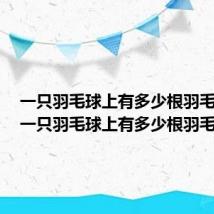 一只羽毛球上有多少根羽毛英语(一只羽毛球上有多少根羽毛)