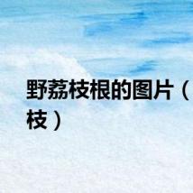 野荔枝根的图片（野荔枝）