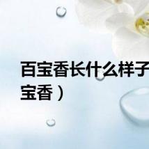 百宝香长什么样子（百宝香）