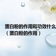 蛋白粉的作用和功效什么时候喝（蛋白粉的作用）