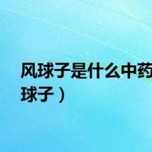 风球子是什么中药（风球子）
