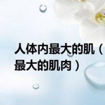 人体内最大的肌（人体最大的肌肉）