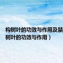 构树叶的功效与作用及禁忌(构树叶的功效与作用)