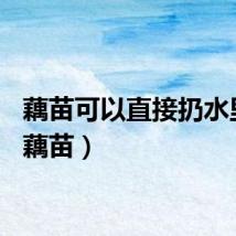藕苗可以直接扔水里吗（藕苗）
