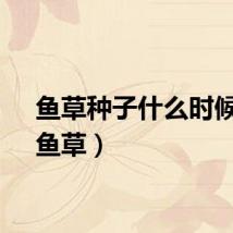 鱼草种子什么时候种（鱼草）