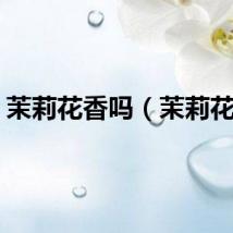 茉莉花香吗（茉莉花香）