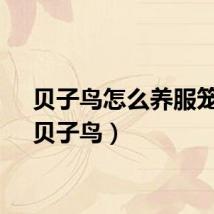 贝子鸟怎么养服笼快（贝子鸟）
