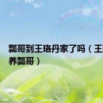瓢哥到王珞丹家了吗(王珞丹领养瓢哥)
