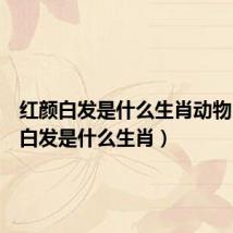 红颜白发是什么生肖动物（红颜白发是什么生肖）