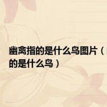 幽禽指的是什么鸟图片(幽禽指的是什么鸟)