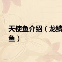 天使鱼介绍（龙鳞天使鱼）