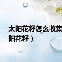 太阳花籽怎么收集（太阳花籽）