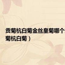 贡菊杭白菊金丝皇菊哪个好（贡菊杭白菊）