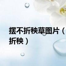 摆不折秧草图片（摆不折秧）