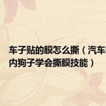 车子贴的膜怎么撕（汽车贴膜店内狗子学会撕膜技能）