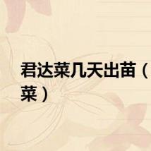 君达菜几天出苗（君达菜）