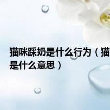猫咪踩奶是什么行为（猫咪踩奶是什么意思）