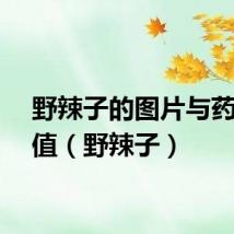 野辣子的图片与药用价值（野辣子）