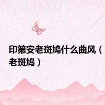 印第安老斑鸠什么曲风(印第安老斑鸠)