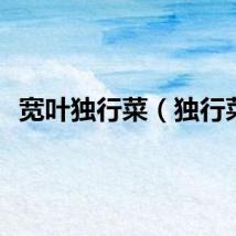 宽叶独行菜（独行菜）