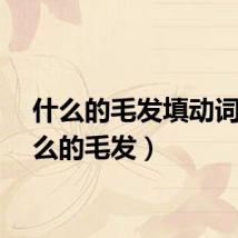 什么的毛发填动词（什么的毛发）