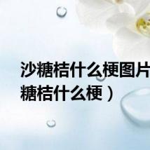 沙糖桔什么梗图片（沙糖桔什么梗）